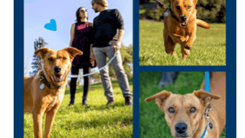 Petco Blue Buffalo Donation Email